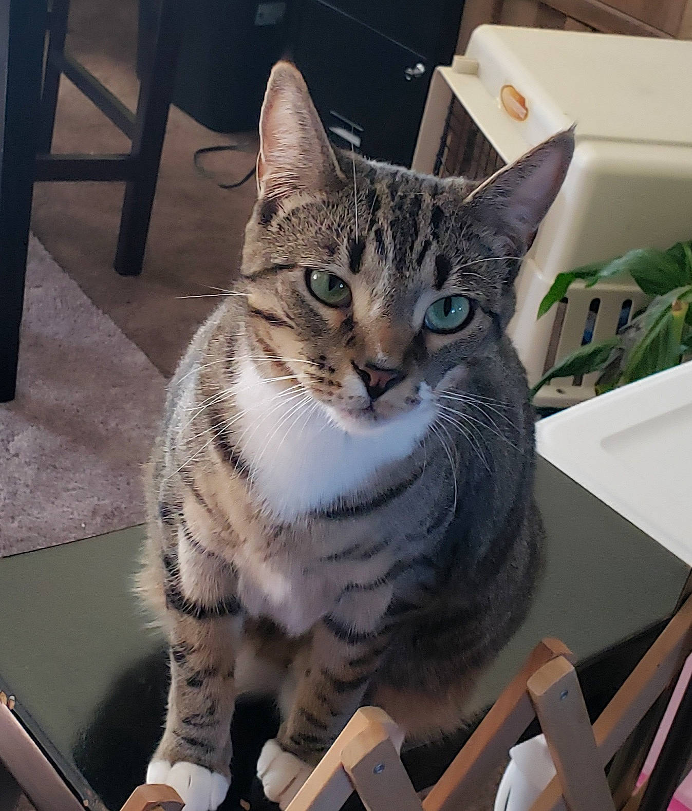 Millie joined the competition — help win amazing prizes! carnivore, cat, domestic_short_haired_cat, felidae, fur, paw, small_to_medium_sized_cats, snout, terrestrial_animal, whiskers