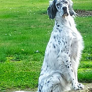 Tyka participe au concours pour gagner de l'argent avec cette photo : alert, animal, black_spots, canine, dog, fluffy, grass, greenery, long_hair, looking_at_camera, meadow, nature, outdoor, park, pet, portrait, sitting, spotted_dog, tail, white_fur