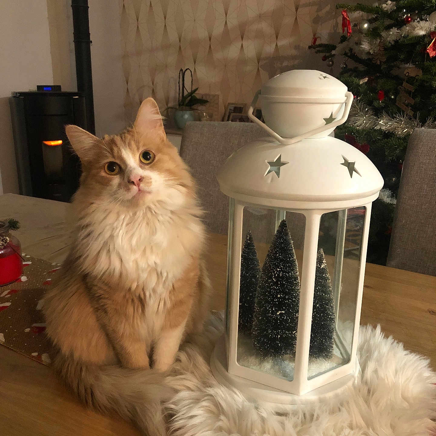 Gribouille participe au concours pour gagner de l'argent avec cette photo : animal, candle, cat, christmas, christmasdecorations, christmastree, festival, furniture, hardwood, indoors, interiordesign, kitten, lamp, lantern, lighting, manx, pet, plant, table, wood