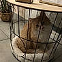 abyssinian, animal, basket, box, cage, canine, cat, crate, den, dog, dogbed, doghouse, hardwood, indoors, interiordesign, kitten, pet, plant, pottedplant, wood
