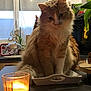 animal, architecture, building, candle, cat, cup, diningroom, diningtable, furniture, glass, indoors, jar, lighting, pet, plant, pottedplant, pottery, room, table, vase
