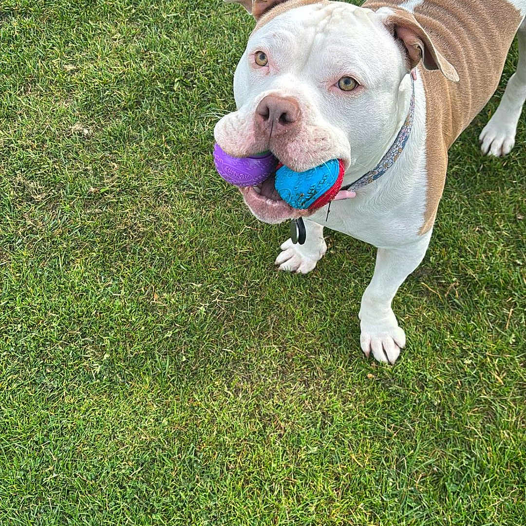 Winnie joined the competition — help win amazing prizes! animal, ball, brown_and_white, canine, collar, cute, daylight, dog, ears, fetch, friendly, grass, mouth, nature, outdoor, paw, pet, playful, summer, tongue