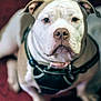 Winnie is registered to the contest to win money with this photo: animal, calm, canine, carpet, close_up, collar, dog, domestic, ears, eyes, fur, harness, indoor, looking_at_camera, nose, pet, portrait, sitting, tan, white