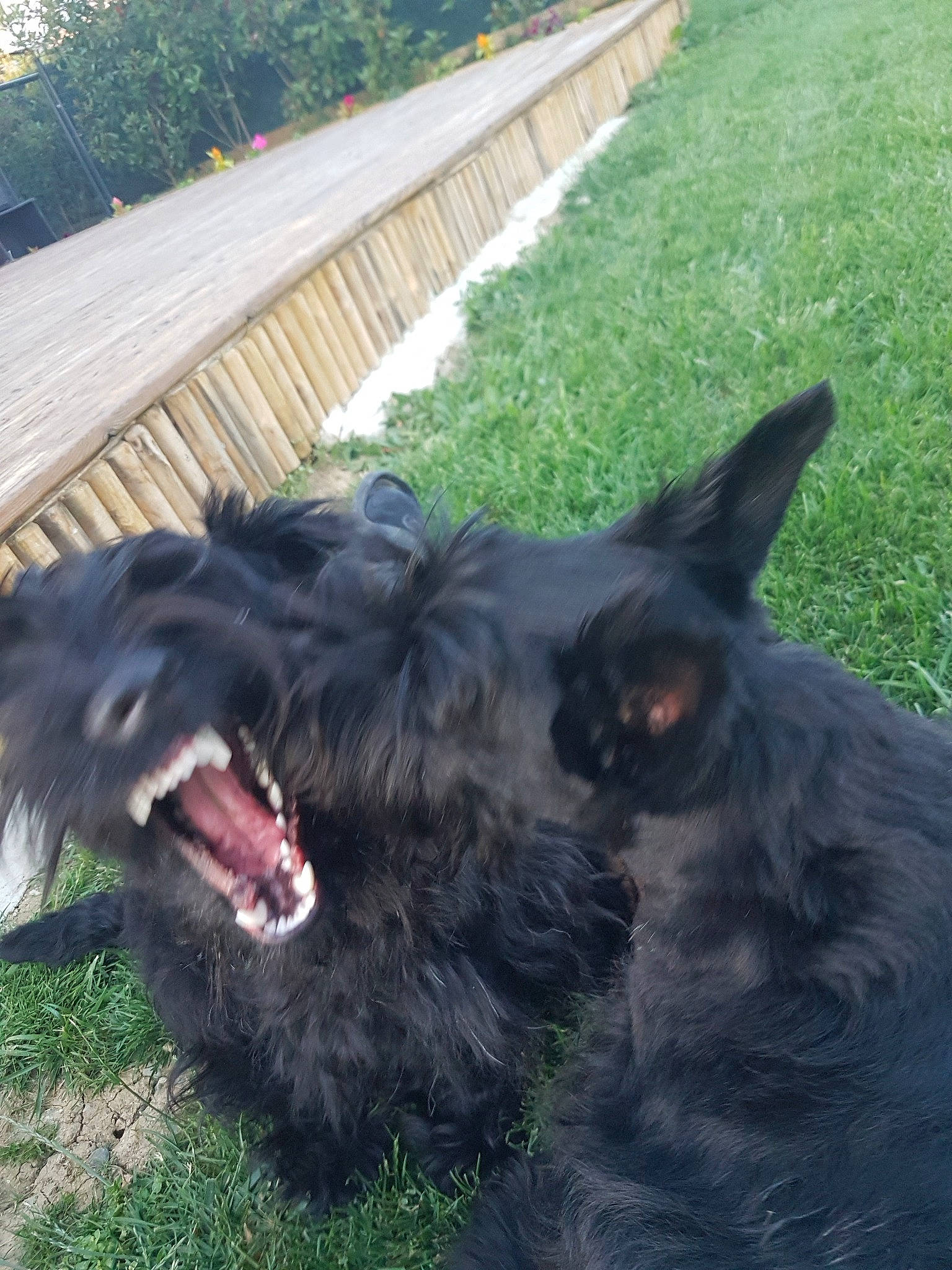 Rebelle participe au concours pour gagner de l'argent avec cette photo : canidae, carnivore, collar, companion_dog, dog, dog_breed, dog_collar, ear, fang, fence, fur, grass, liver, plant, snout, sporting_group, tail, water_dog, working_animal, working_dog