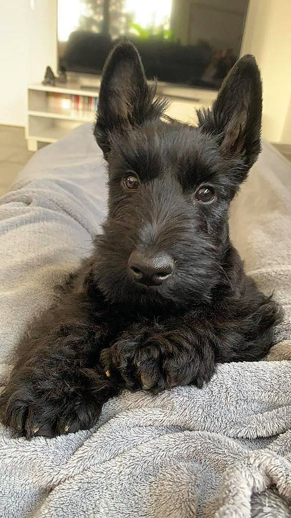 Rebelle participe au concours pour gagner de l'argent avec cette photo : box, canidae, carnivore, companion_dog, dog, dog_breed, ear, fawn, fur, non_sporting_group, sporting_group, terrestrial_animal, terrier, whiskers, working_animal