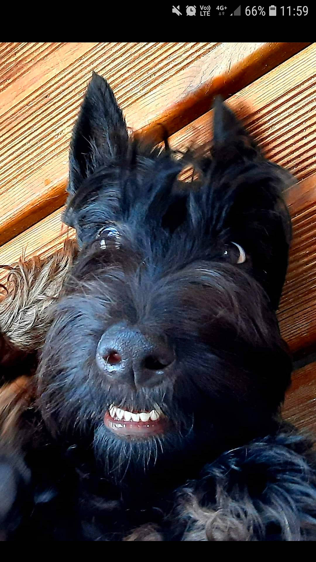 Rebelle a rejoint le concours — aidez-le/la à gagner de superbes lots ! canidae, carnivore, companion_dog, dog, dog_breed, fur, liver, non_sporting_group, small_terrier, snout, sporting_group, terrestrial_animal, terrier, toy_dog, water_dog, wood, working_animal