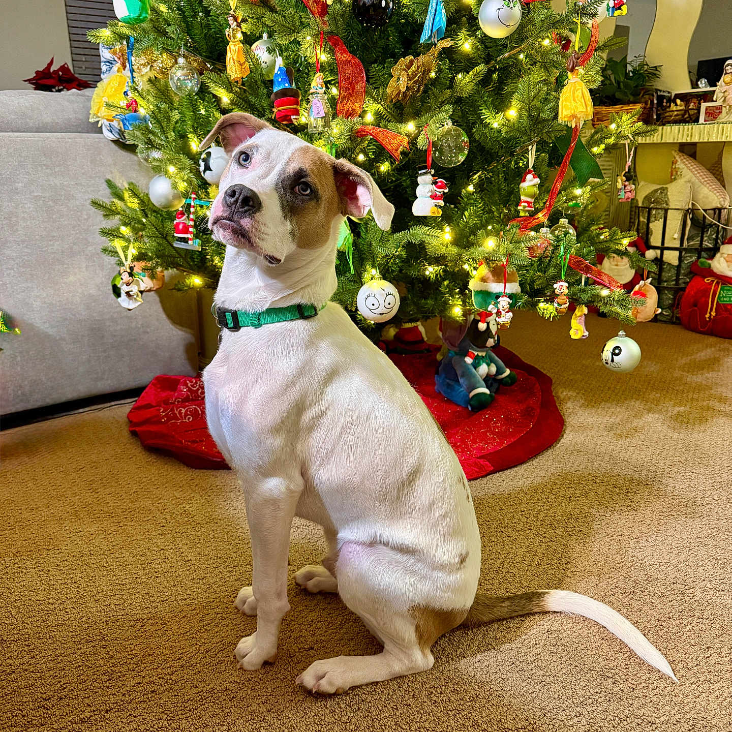 Axel joined the competition — help win amazing prizes! accessories, animal, baby, bag, ball, canine, christmas, christmasdecorations, dog, festival, flower, flowerarrangement, football, handbag, hound, person, pet, plant, soccer, tree