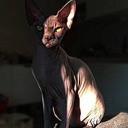 Yoko joined the competition — help win amazing prizes! animal, calm, cat, closeup, domestic, ears, eyes, feline, hairless, indoor, looking, mysterious, pet, portrait, shadow, sitting, sphynx_cat, sunlight, texture, wrinkles