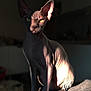 animal, calm, cat, closeup, domestic, ears, eyes, feline, hairless, indoor, looking, mysterious, pet, portrait, shadow, sitting, sphynx_cat, sunlight, texture, wrinkles