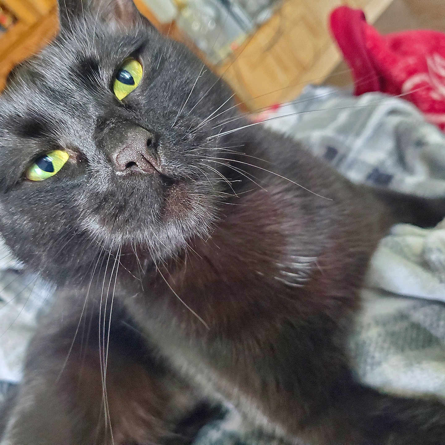 Luna joined the competition — help win amazing prizes! animal, black_cat, blanket, cat, close_up, cozy, cute, domestic_animal, face, feline, fur, home, indoor, lying_down, pet, portrait, relaxed, soft, whiskers, yellow_eyes