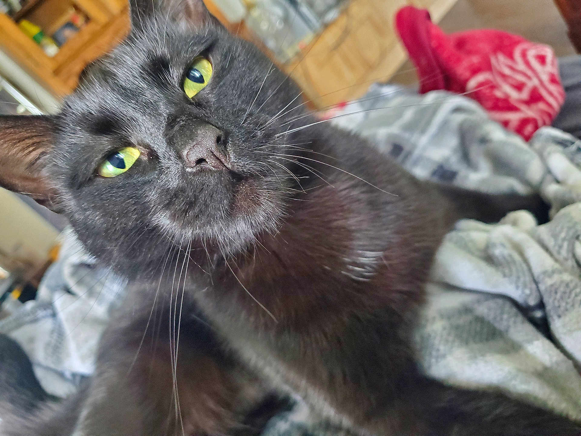 Luna joined the competition — help win amazing prizes! cat, black_cat, pet, animal, feline, close_up, indoor, yellow_eyes, whiskers, fur, blanket, cozy, relaxed, domestic_animal, portrait, cute, face, lying_down, home, soft