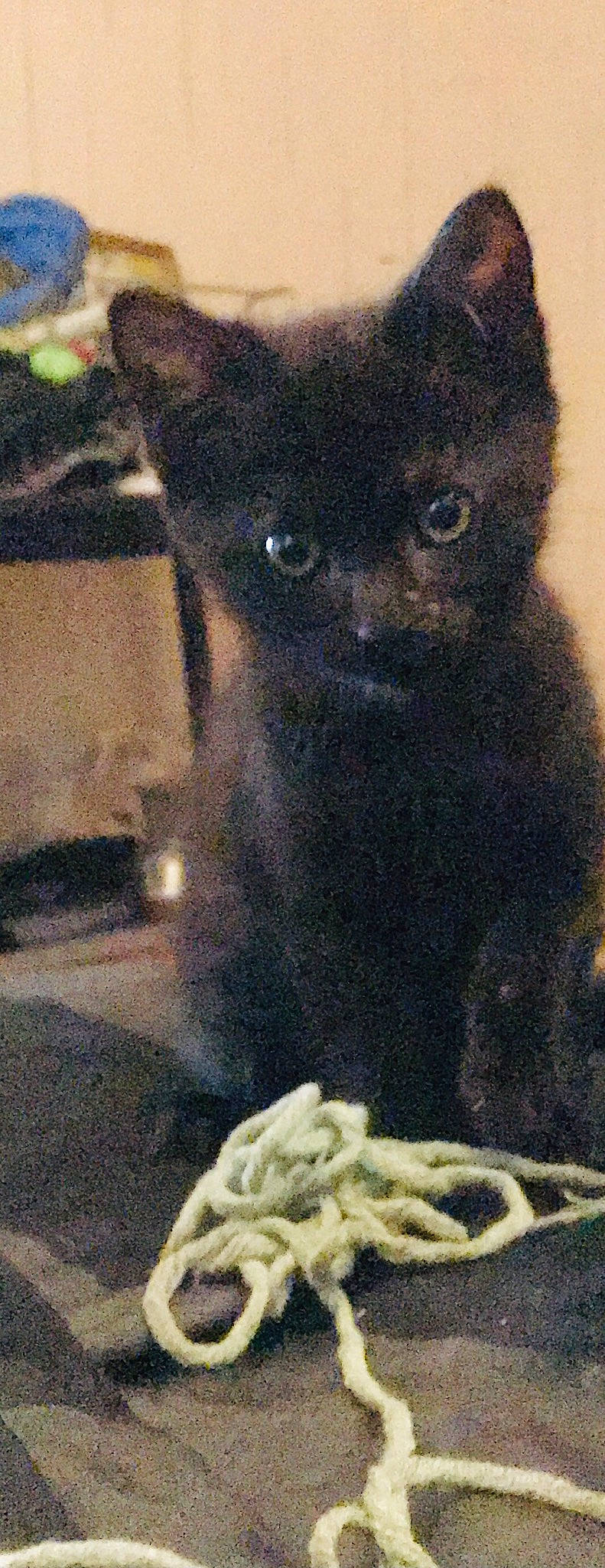 Coockie a rejoint le concours — aidez-le/la à gagner de superbes lots ! canidae, carnivore, dog_breed, viverridae