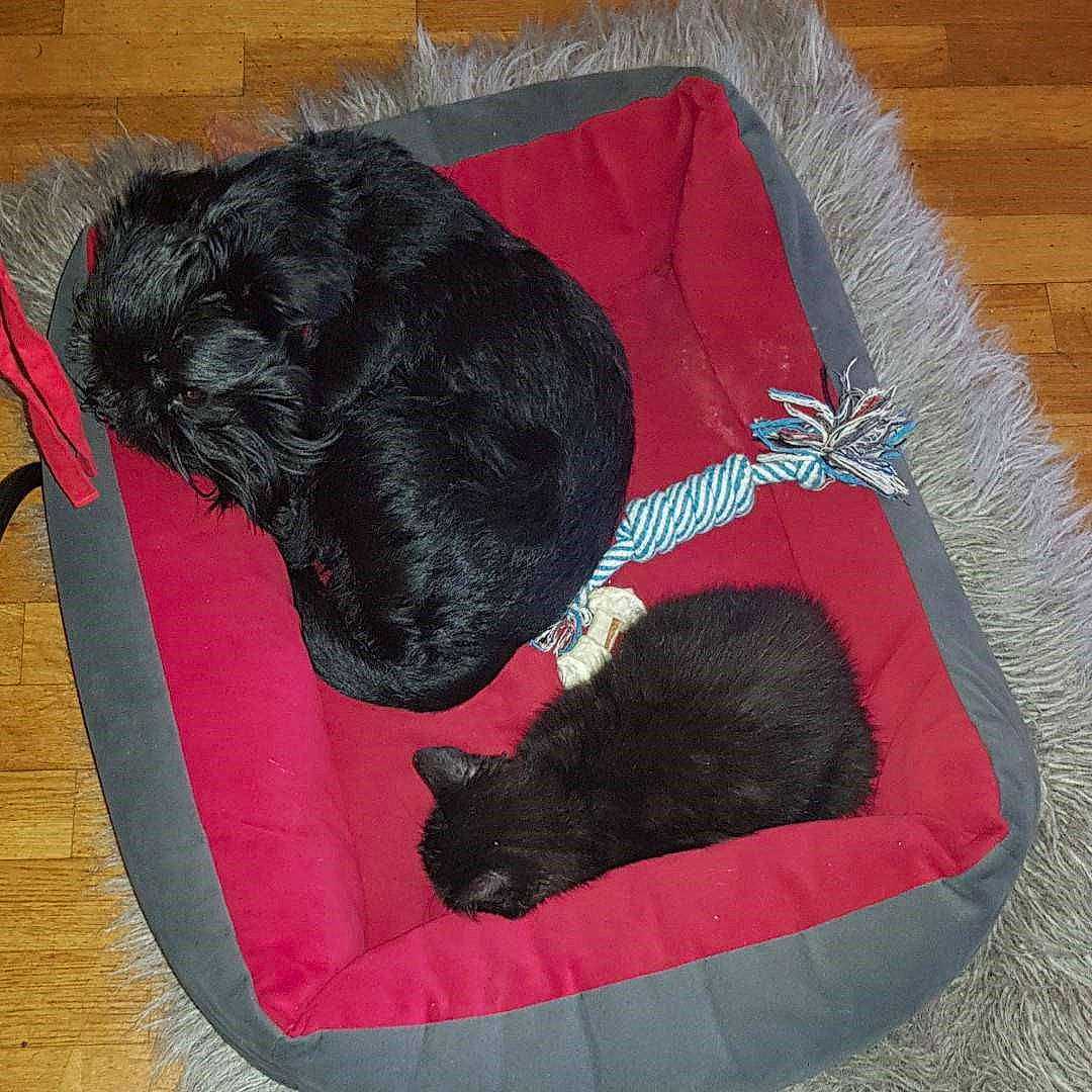 Voyou a rejoint le concours — aidez-le/la à gagner de superbes lots ! black, canidae, carnivore, comfort, companion_dog, dog, dog_bed, dog_breed, flat_coated_retriever, puppy, sporting_group, tail