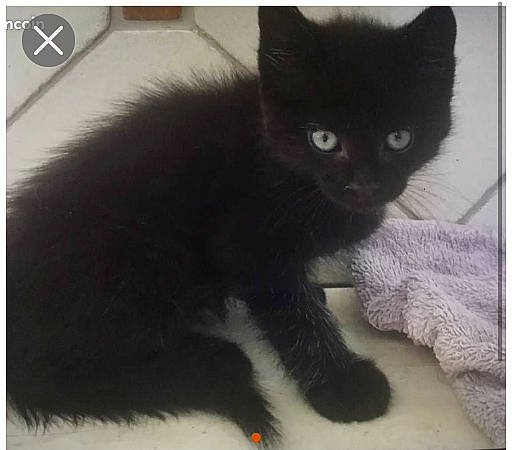 Voyou a rejoint le concours — aidez-le/la à gagner de superbes lots ! black_cat, bombay, british_shorthair, carnivore, cat, domestic_short_haired_cat, felidae, kitten, korat, mammal, persian, polydactyl_cat, small_to_medium_sized_cats, tail, vertebrate, whiskers