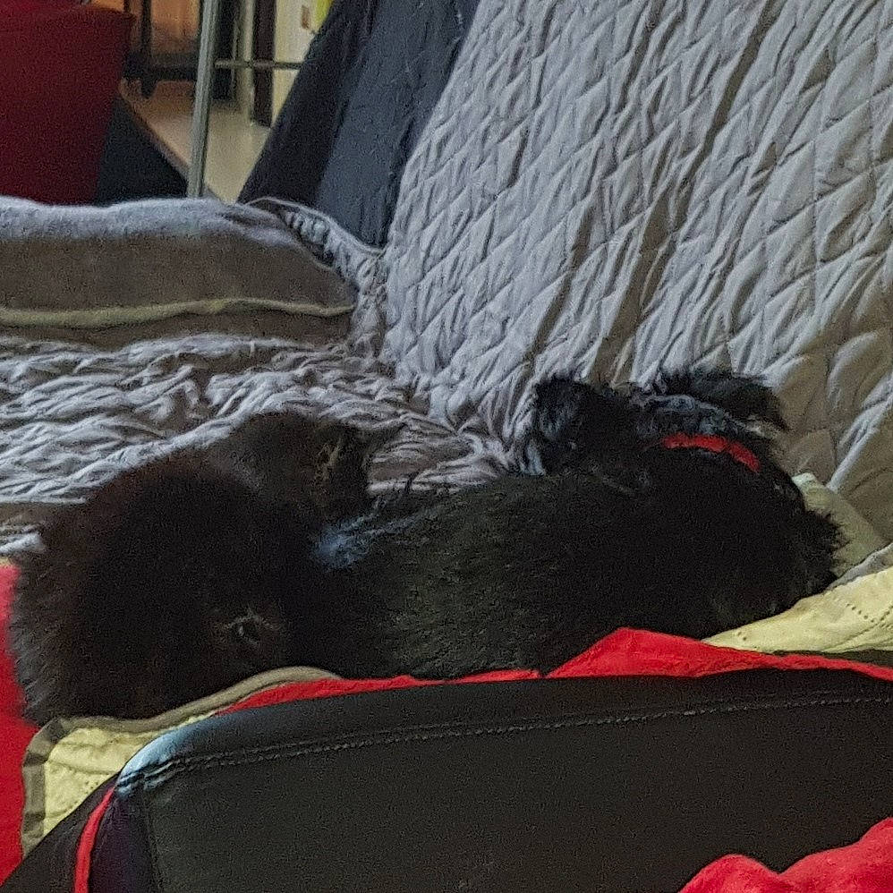 Voyou a rejoint le concours — aidez-le/la à gagner de superbes lots ! black_cat, canidae, carnivore, cat, comfort, felidae, nap, sleep, small_to_medium_sized_cats, sporting_group, tail