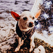 Carmel is registered to the contest to win money with this photo: bokeh, chihuahua, christmas_lights, coat, collar, dog, ears_up, expressive_eyes, festive, grass, outdoors, pet, portrait, shallow_depth, small_dog, snow, tags, tinsel, warm_tone, winter