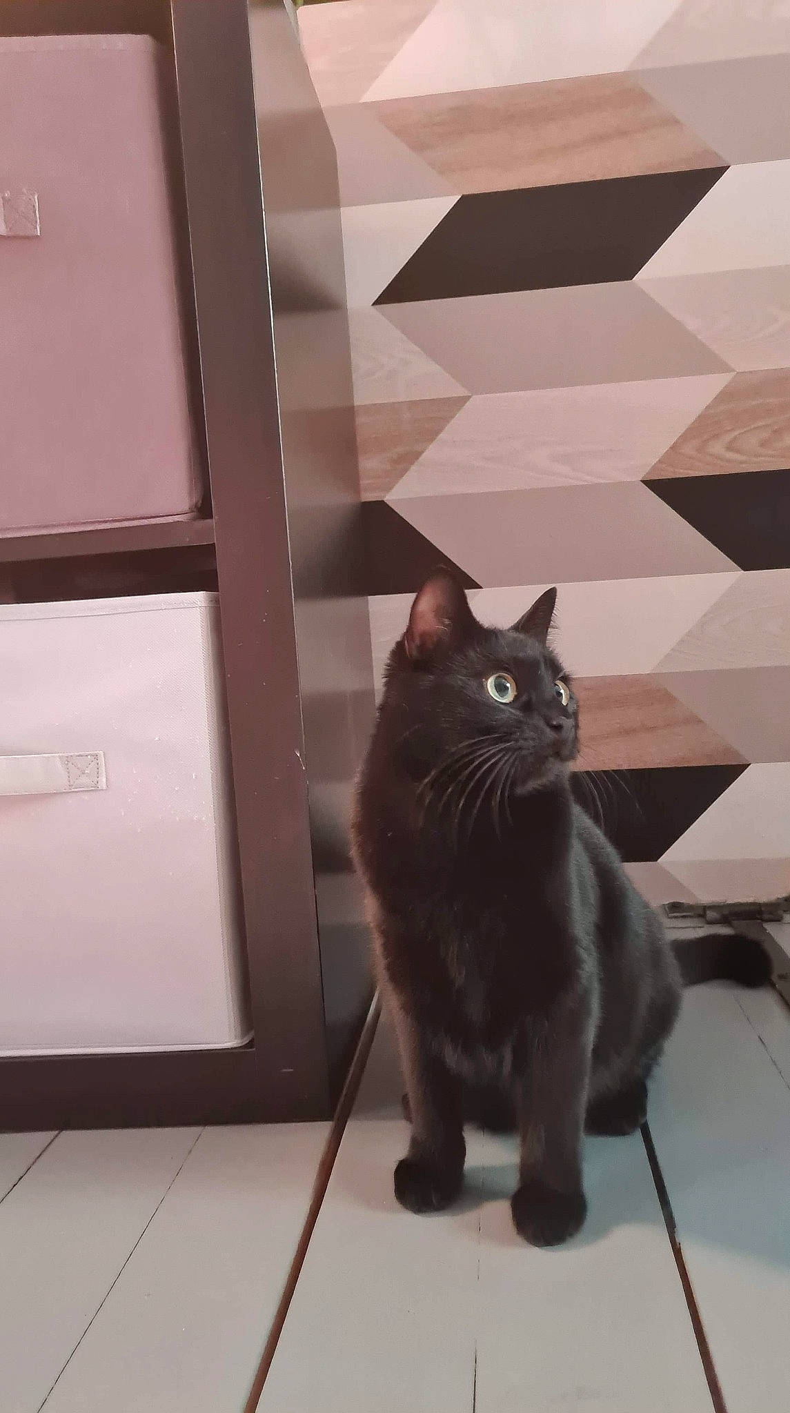 Lucky a rejoint le concours — aidez-le/la à gagner de superbes lots ! beige, black_cat, carnivore, cat, felidae, floor, flooring, fur, laminate_flooring, mammal, small_to_medium_sized_cats, snout, tail, tile, vertebrate, whiskers