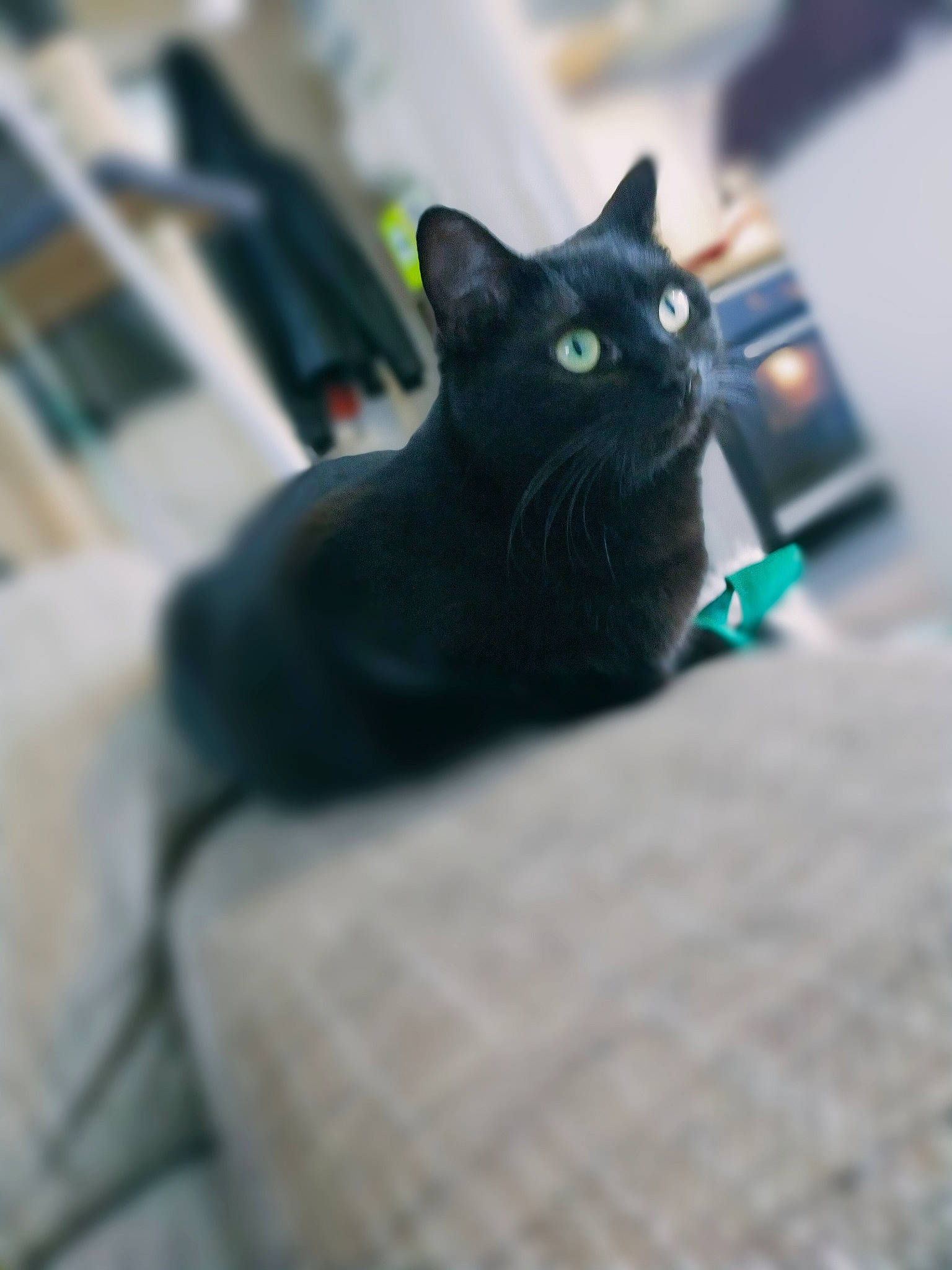Lucky participe au concours pour gagner de l'argent avec cette photo : black_cat, bombay, carnivore, cat, domestic_short_haired_cat, felidae, mammal, small_to_medium_sized_cats, snout, whiskers