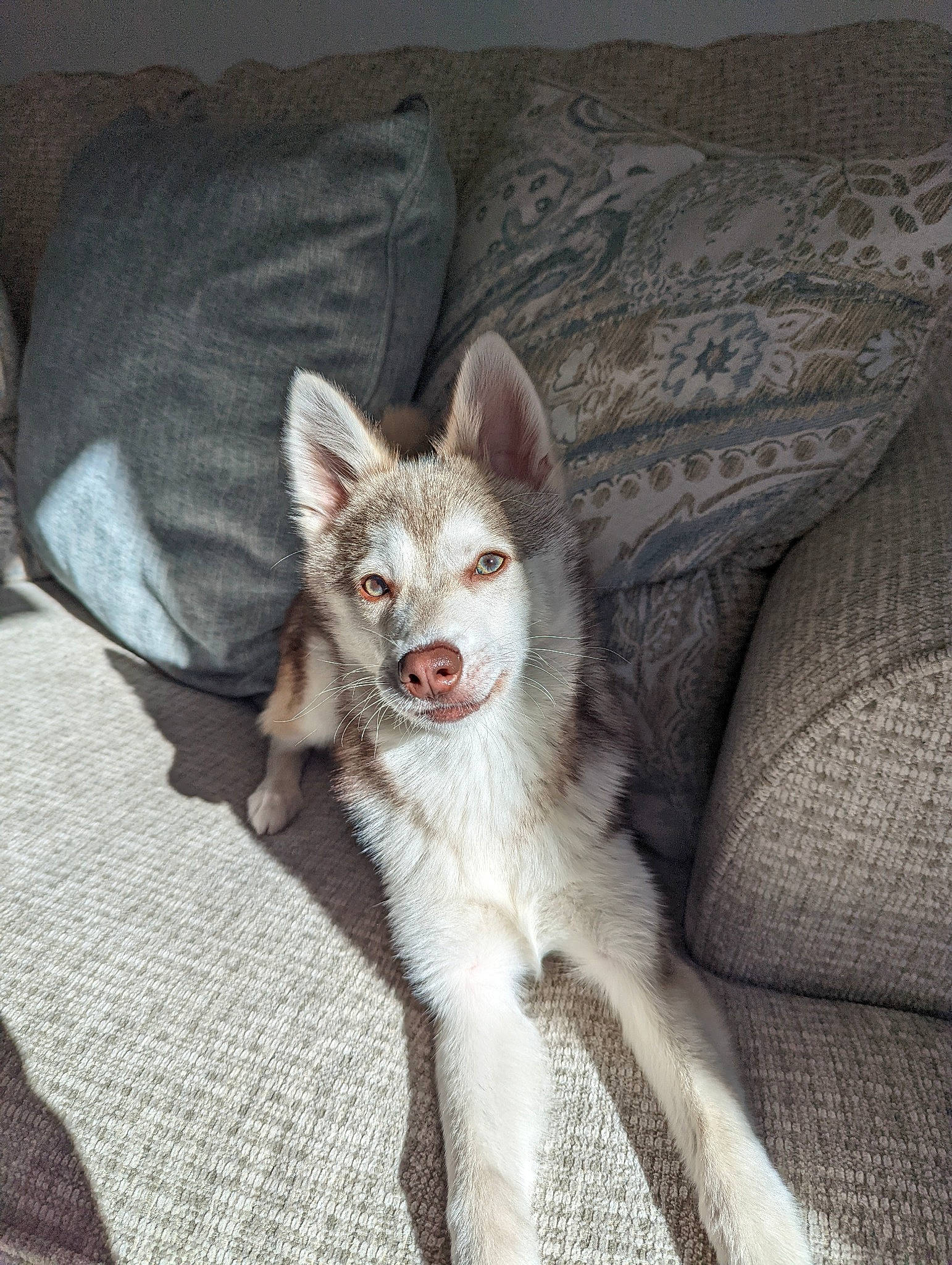 Gordon is registered to the contest to win money with this photo: canidae, carnivore, comfort, companion_dog, couch, dog, dog_breed, eye, fawn, felidae, fur, furniture, grey, paw, small_to_medium_sized_cats, snout, sporting_group, tail, terrestrial_animal, whiskers