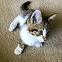 kitten, cat, pet, animal, fur, whiskers, ears, eyes, paws, tail, carpet, indoor, cute, small, young, mammal, feline, domestic_animal, curious, sitting