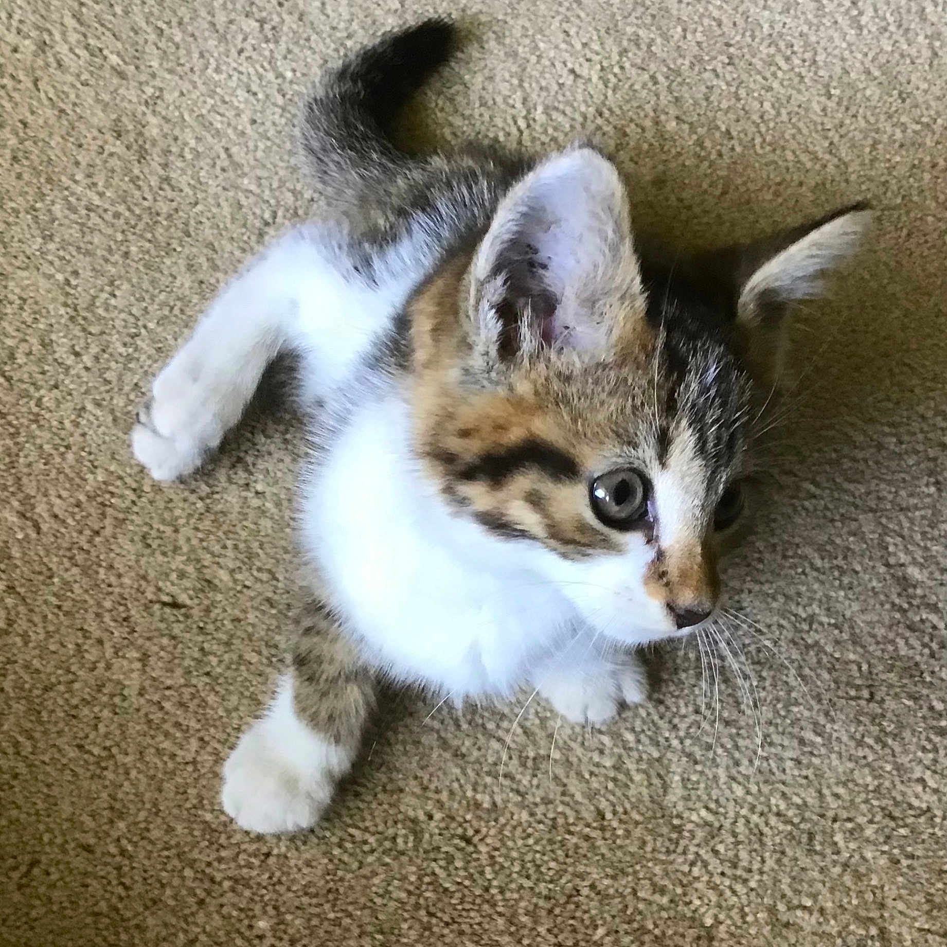 Ms. Jill Judy is registered to the contest to win money with this photo: animal, carpet, cat, curious, cute, domestic_animal, ears, eyes, feline, fur, indoor, kitten, mammal, paws, pet, sitting, small, tail, whiskers, young