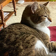 Ms. Jill joined the competition — help win amazing prizes! cat, tabby, feline, pet, indoor, resting, fur, whiskers, closeup, side_profile, animal, mammal, domestic, cute, relaxed, red_surface, carpet, wooden_furniture, home, cozy