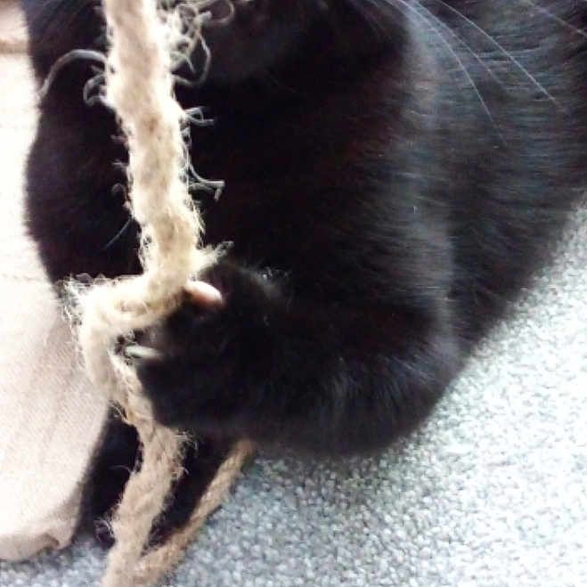 Smokey is registered to the contest to win money with this photo: animal, black_cat, carpet, cat, claws, close_up, cute, domestic_cat, feline, fur, indoor, mischievous, paw, pet, playful, rope, tongue, toy, whiskers, yellow_eyes