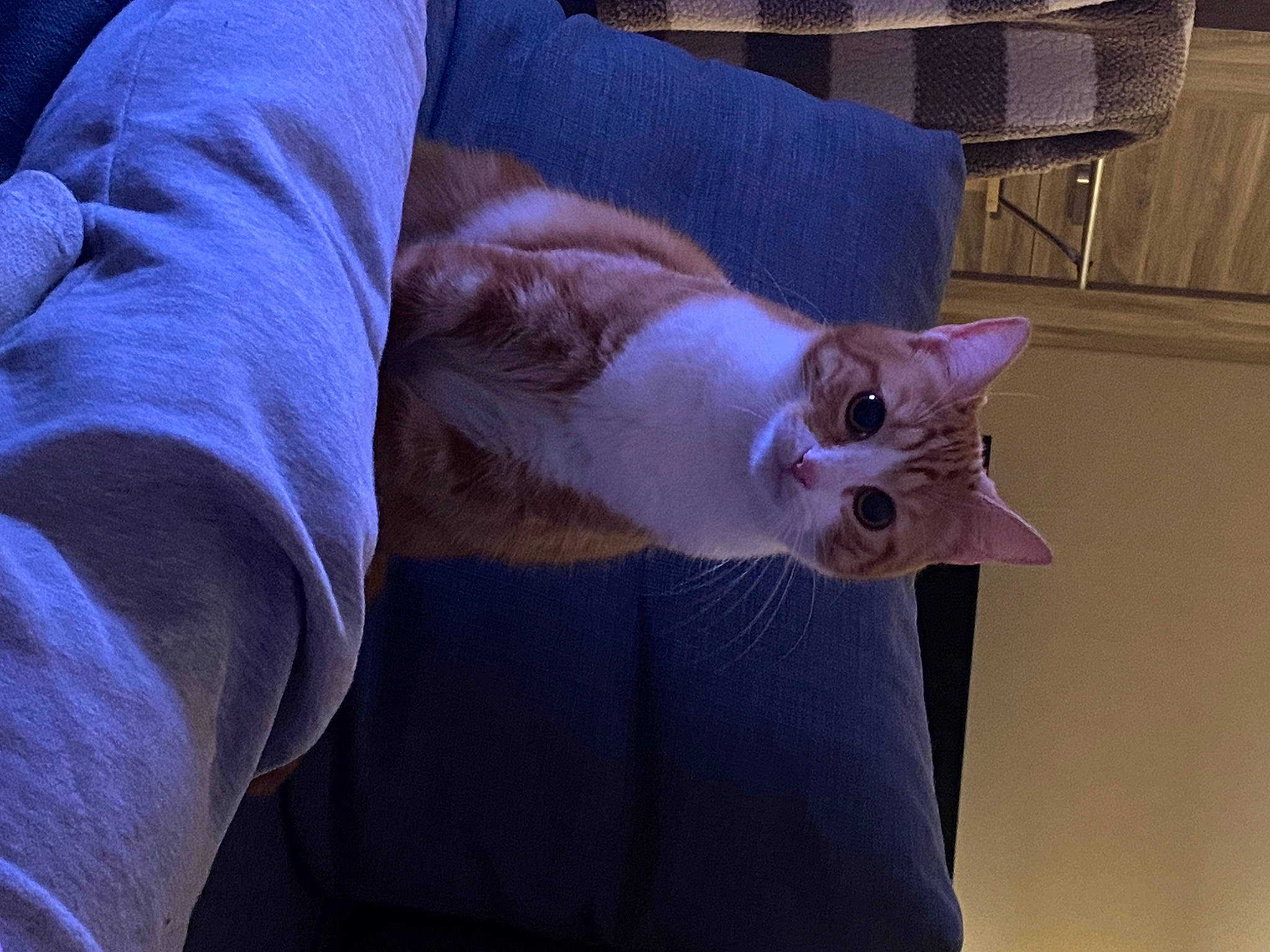 Emy participe au concours pour gagner de l'argent avec cette photo : carnivore, cat, claw, comfort, couch, domestic_short_haired_cat, eye, fawn, felidae, fur, human_leg, lap, linens, nap, paw, small_to_medium_sized_cats, snout, tail, whiskers, wood