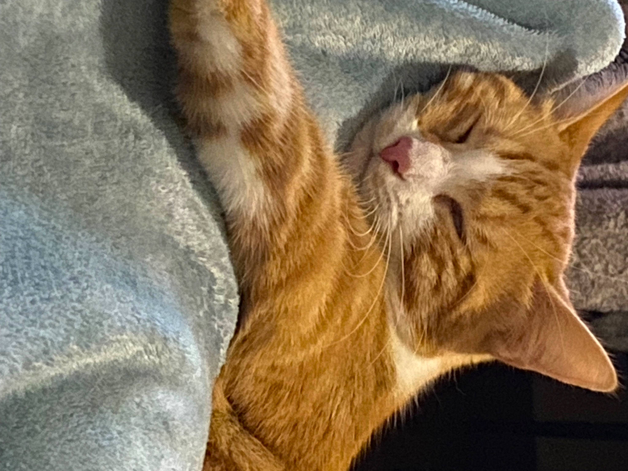 Emy a rejoint le concours — aidez-le/la à gagner de superbes lots ! carnivore, cat, claw, close_up, comfort, domestic_short_haired_cat, ear, eye, fawn, felidae, fur, nap, paw, sleep, small_to_medium_sized_cats, snout, tail, terrestrial_animal, whiskers, wildlife