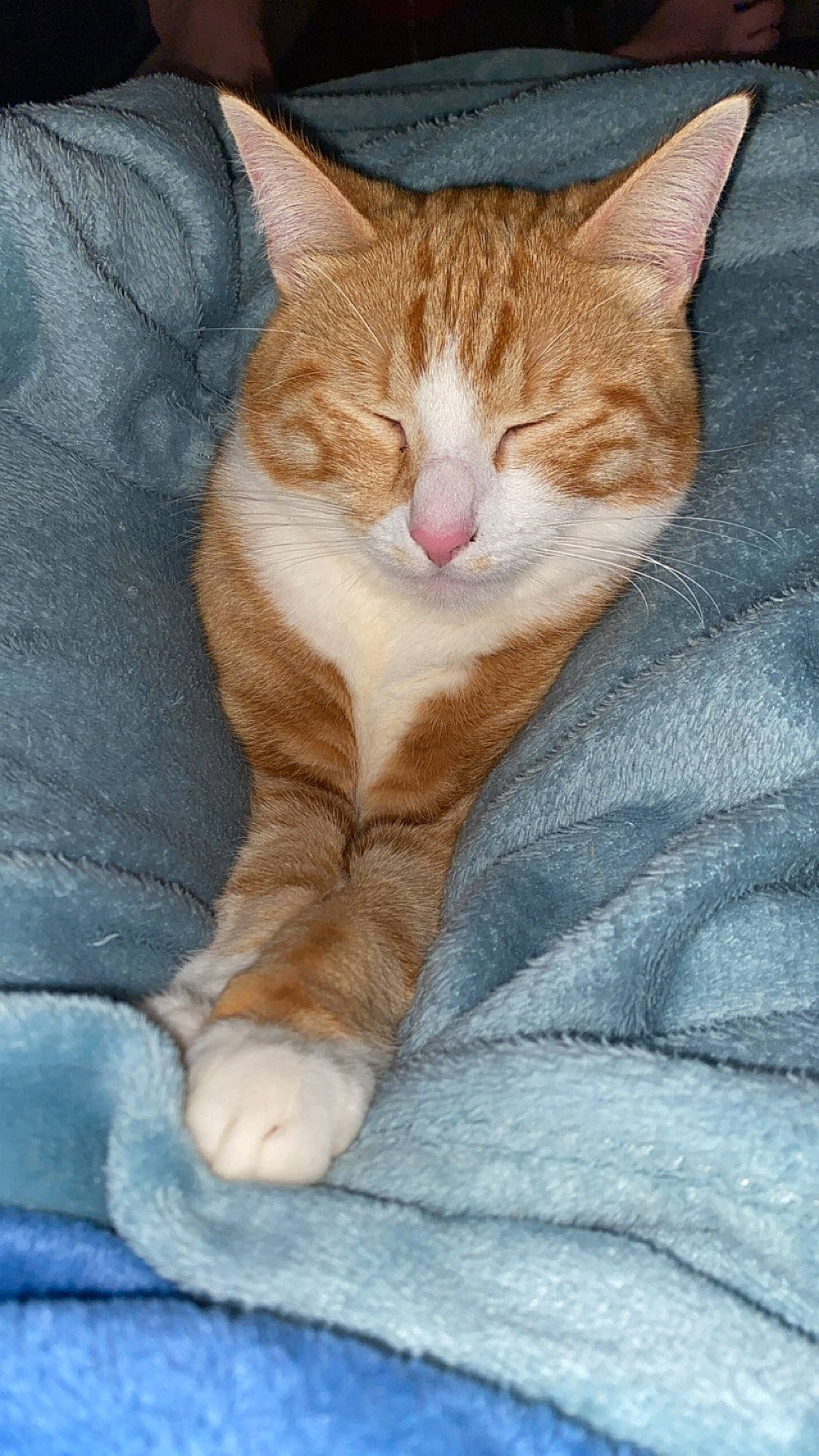 Emy a rejoint le concours — aidez-le/la à gagner de superbes lots ! art, carnivore, cat, comfort, domestic_short_haired_cat, electric_blue, eye, fawn, felidae, foot, fur, human_leg, paw, peach, sitting, small_to_medium_sized_cats, snout, tail, terrestrial_animal, whiskers