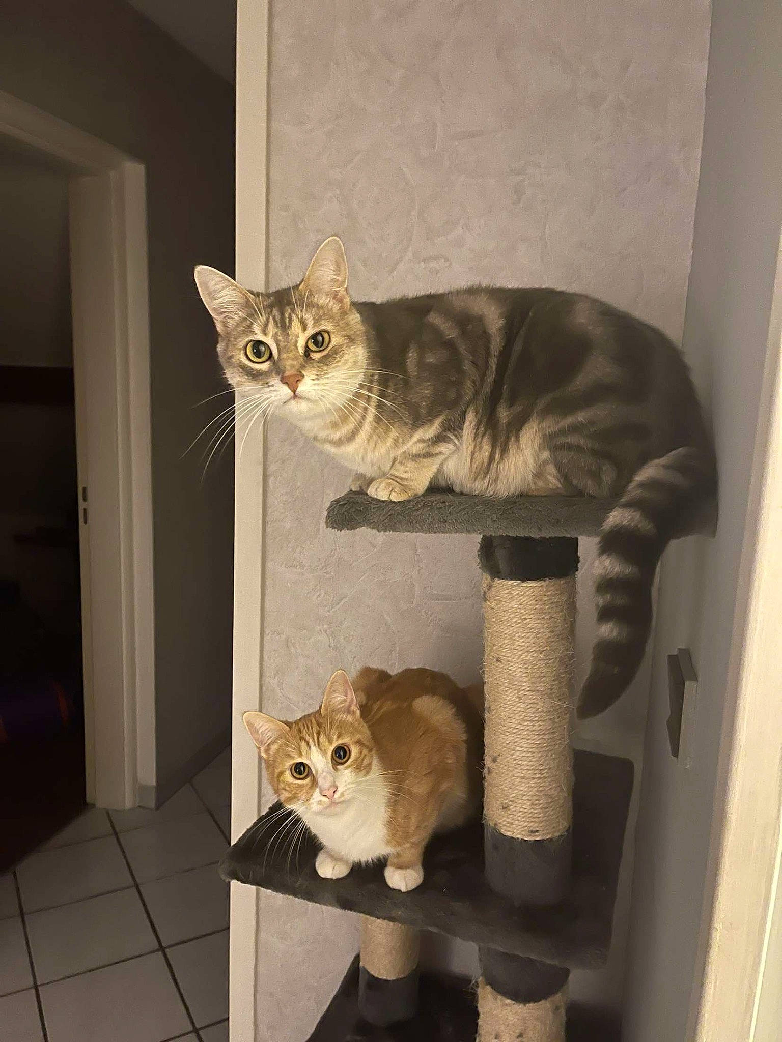 Craquette a rejoint le concours — aidez-le/la à gagner de superbes lots ! carnivore, cat, cat_bed, cat_supply, domestic_short_haired_cat, door, fawn, felidae, fur, paw, pet_supply, room, small_to_medium_sized_cats, tail, terrestrial_animal, whiskers, window