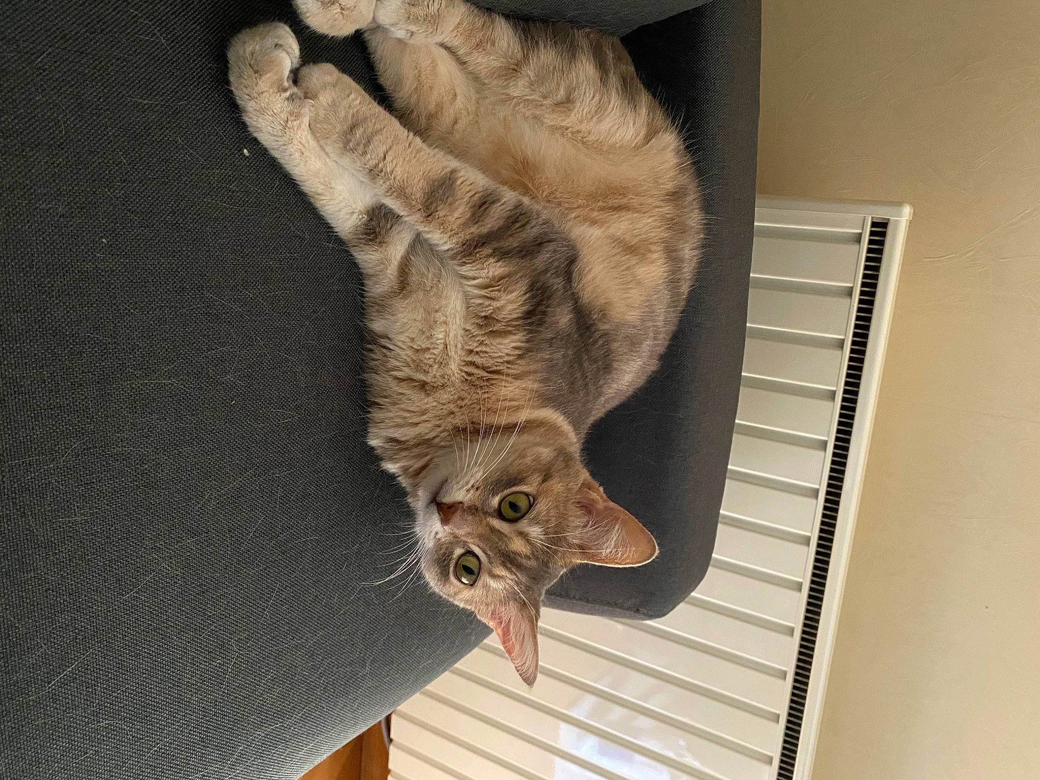 Craquette a rejoint le concours — aidez-le/la à gagner de superbes lots ! art, carnivore, cat, claw, domestic_short_haired_cat, fawn, felidae, fur, gesture, paw, plant, small_to_medium_sized_cats, snout, tail, terrestrial_animal, whiskers, wildlife, wood