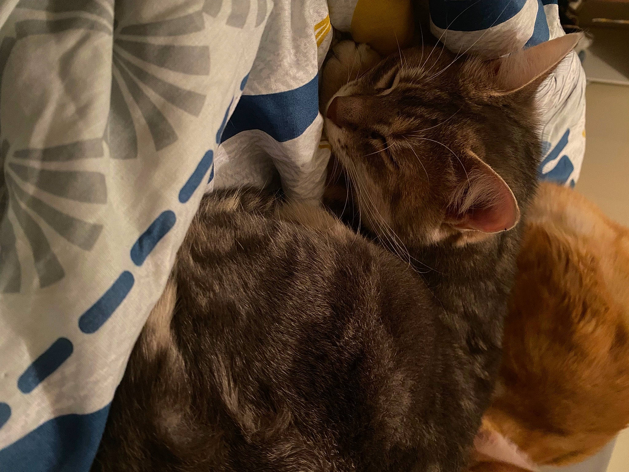 Craquette participe au concours pour gagner de l'argent avec cette photo : carnivore, cat, comfort, domestic_short_haired_cat, electric_blue, fawn, felidae, foot, fur, gesture, human_leg, liver, neck, pattern, paw, selfie, small_to_medium_sized_cats, snout, tail, whiskers