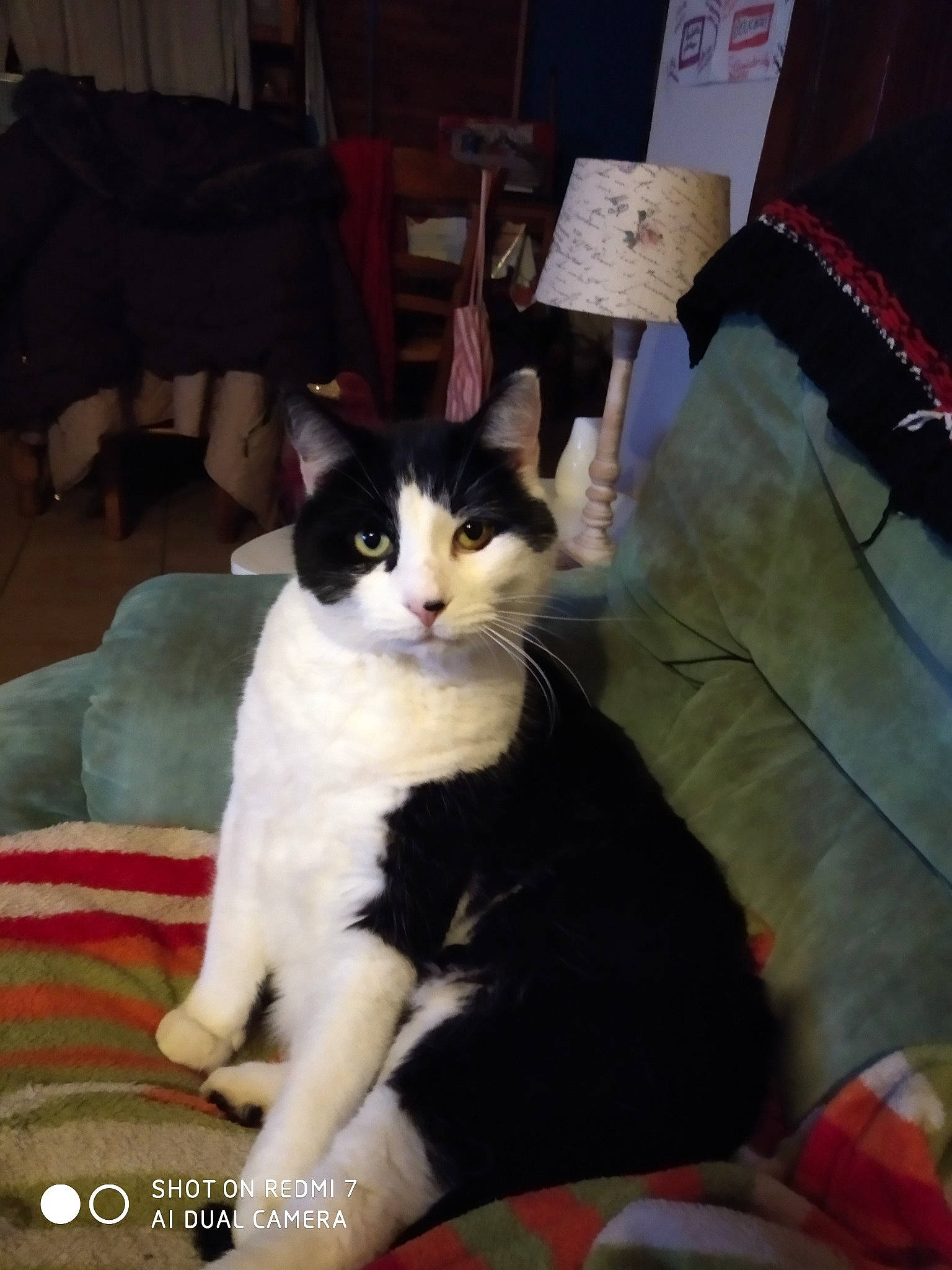 Kito a rejoint le concours — aidez-le/la à gagner de superbes lots ! carmine, carnivore, cat, cat_supply, chair, comfort, couch, domestic_short_haired_cat, felidae, formal_wear, fur, lap, linens, paw, pillow, room, sitting, small_to_medium_sized_cats, tail, whiskers