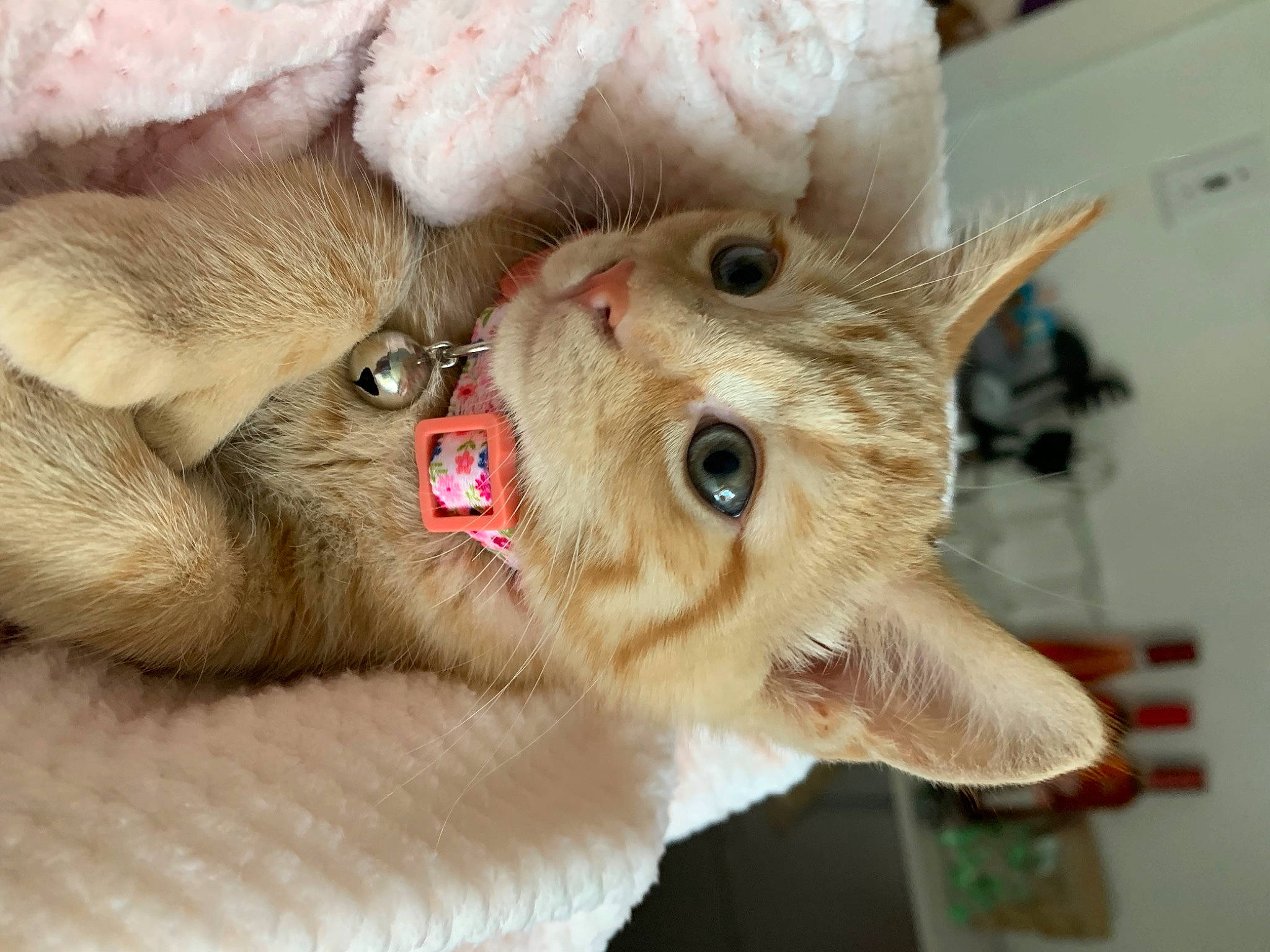 Elle is registered to the contest to win money with this photo: canidae, carnivore, cat, cat_bed, claw, companion_dog, dog_breed, domestic_short_haired_cat, fang, fawn, felidae, fur, gesture, paw, photo_caption, small_to_medium_sized_cats, snout, terrestrial_animal, whiskers, yawn