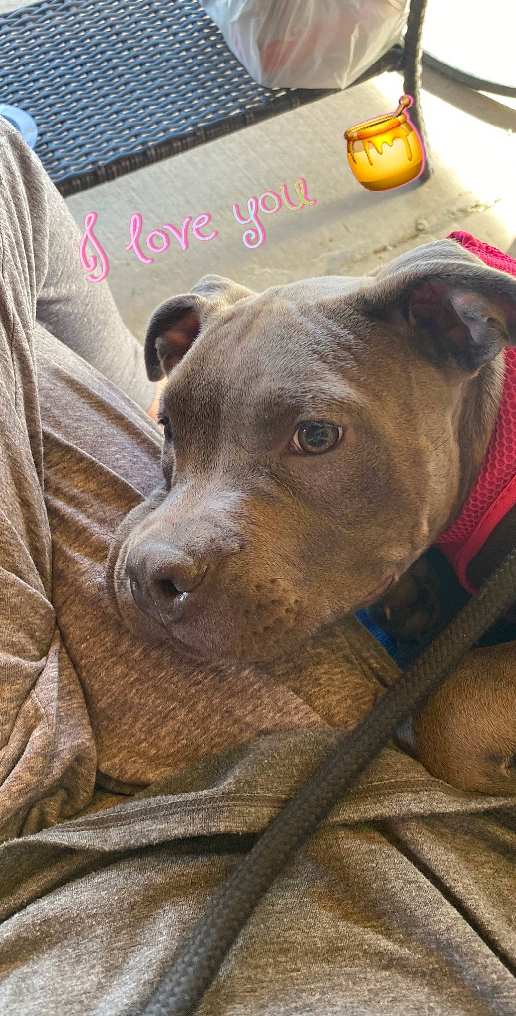 Honey Bun joined the competition — help win amazing prizes! american_pit_bull_terrier, american_staffordshire_terrier, canidae, carnivore, cordoba_fighting_dog, dog, dog_breed, fawn, mammal, non_sporting_group, pit_bull, snout, sporting_group, staffordshire_bull_terrier, vertebrate