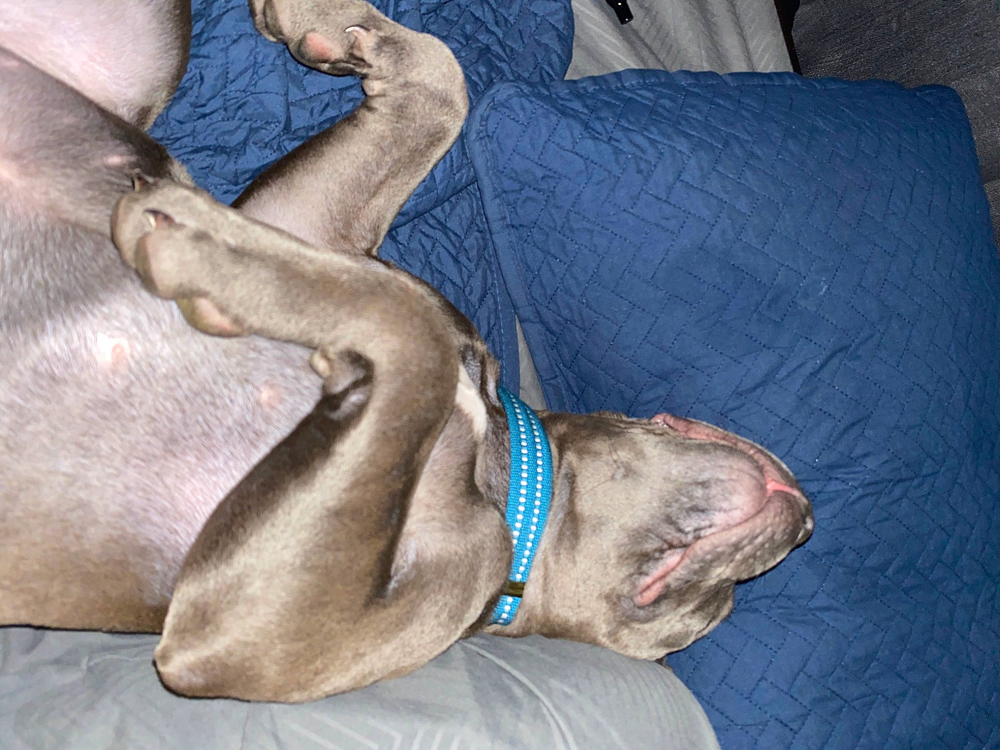Honey Bun is registered to the contest to win money with this photo: canidae, carnivore, dog, dog_breed, fawn, great_dane, italian_greyhound, leg, lurcher, non_sporting_group, pointing_breed, sporting_group, weimaraner, whippet