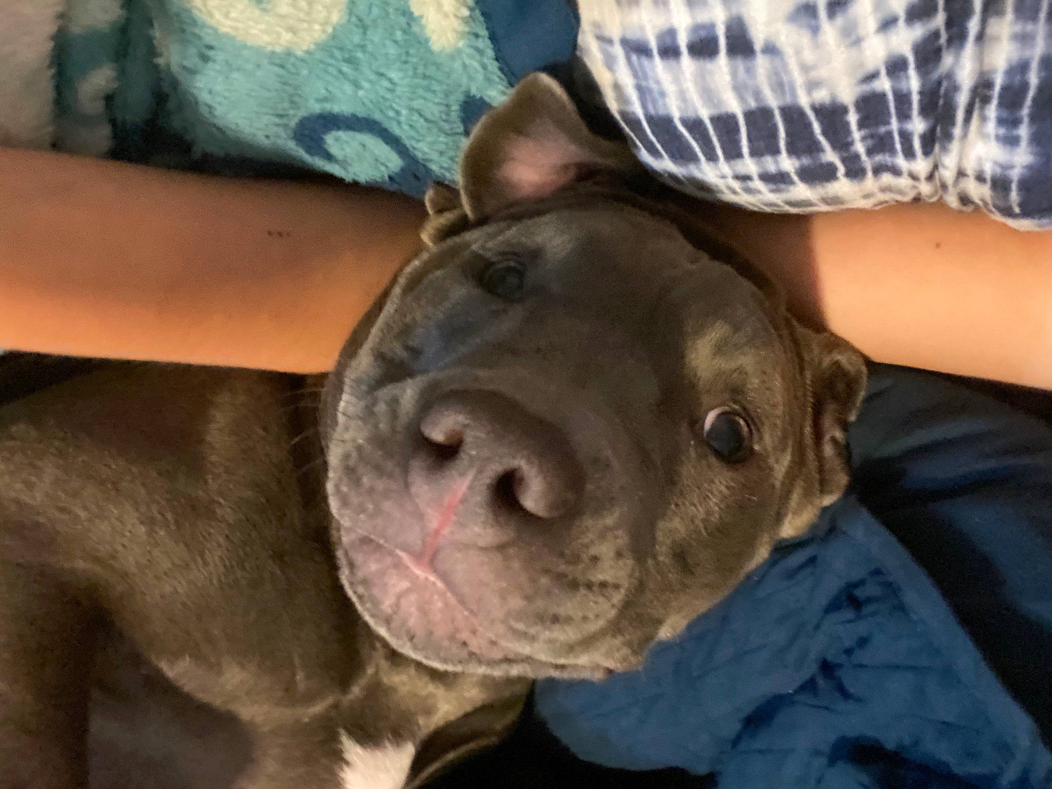 Honey Bun is registered to the contest to win money with this photo: american_pit_bull_terrier, american_staffordshire_terrier, bandog, canidae, carnivore, dog, dog_breed, ear, fawn, mammal, non_sporting_group, nose, pit_bull, snout, sporting_group, staffordshire_bull_terrier, vertebrate, wrinkle