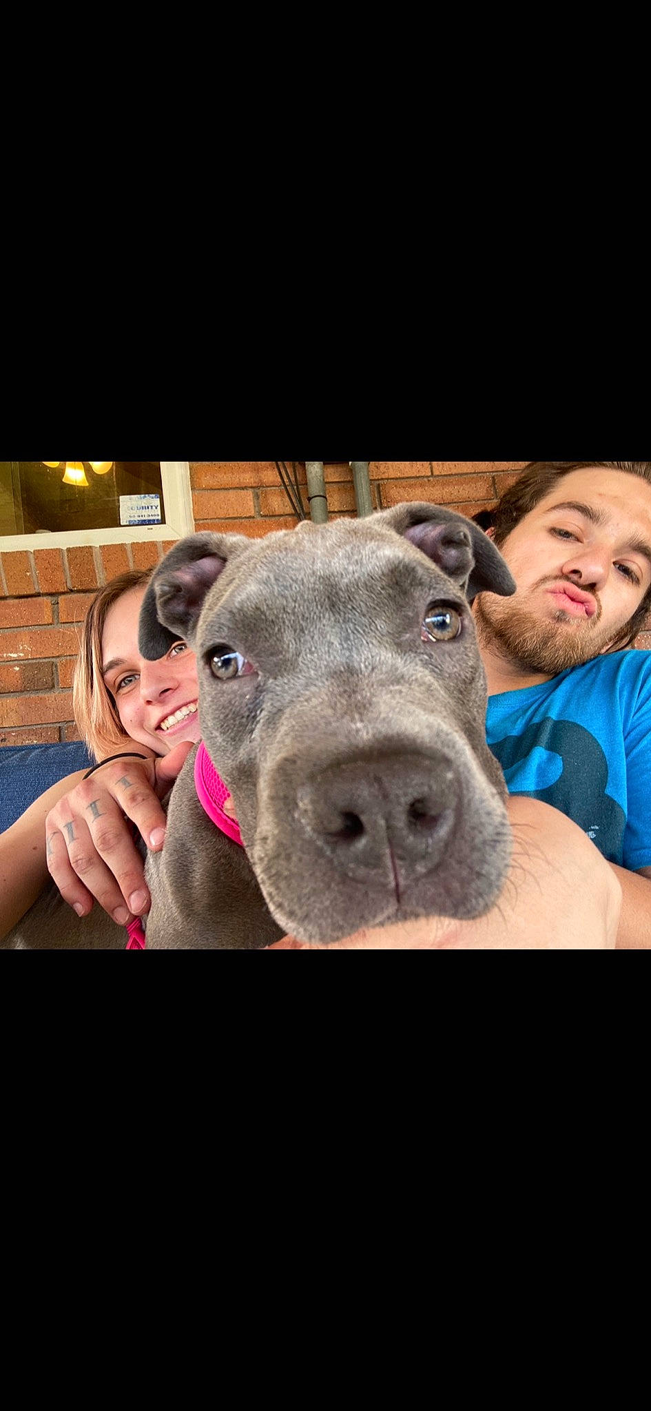 Honey Bun joined the competition — help win amazing prizes! american_pit_bull_terrier, american_staffordshire_terrier, cane_corso, canidae, carnivore, dog, dog_breed, ear, fawn, great_dane, guard_dog, mammal, molosser, non_sporting_group, nose, photography, pit_bull, selfie, snout, sporting_group