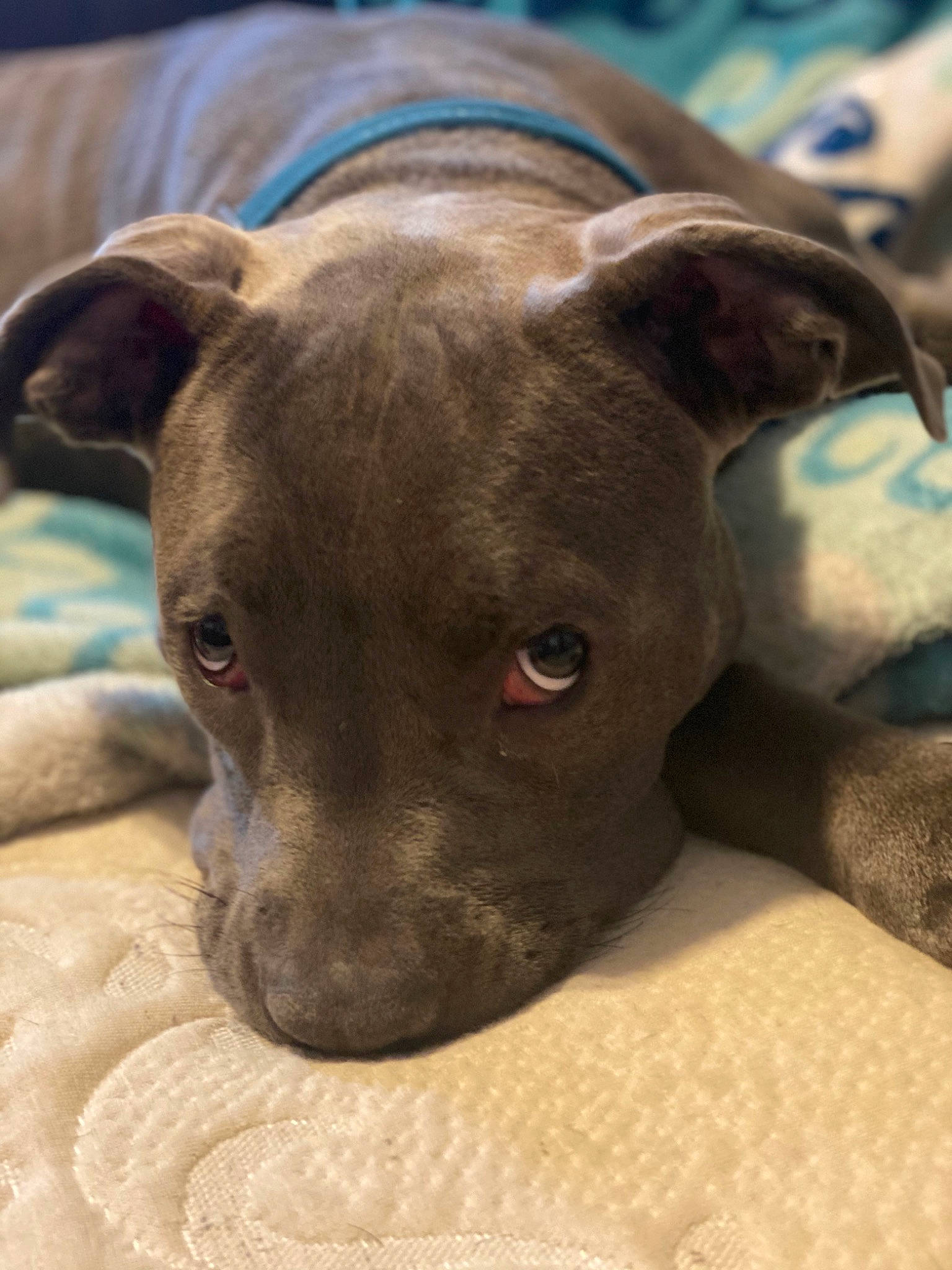 Honey Bun is registered to the contest to win money with this photo: american_pit_bull_terrier, canidae, carnivore, dog, dog_breed, fawn, italian_greyhound, mammal, non_sporting_group, pit_bull, snout, vertebrate, whiskers