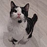 cat, black_and_white, pet, indoor, floor, curious, fluffy, whiskers, animal, looking_up, cute, mammal, feline, domestic, young, sitting, alert, small, soft_lighting, spot