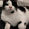 Mallow a rejoint le concours — aidez-le/la à gagner de superbes lots ! cat, black_and_white, pet, animal, feline, close_up, whiskers, curled_paws, resting, indoor, cute, fur, nose, ears, eyes, bed, blanket, cozy, domestic, portrait
