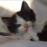 Mallow a rejoint le concours — aidez-le/la à gagner de superbes lots ! kitten, cat, black_and_white, paw, cute, pet, feline, animal, lying_down, soft, fur, close_up, indoors, young, adorable, whiskers, sleepy, relaxed, small, face