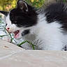 kitten, cat, black_and_white, furry, outdoor, greenery, plants, stones, young_animal, animal, pet, small, fur, nature, cute, meowing, closeup, whiskers, pink_nose, playful