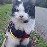 cat, black_and_white, harness, outdoor, grass, road, trees, nature, pet, animal, whiskers, curious, sitting, leash, path, greenery, daylight, fur, ears, eyes