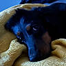 animal, black, blanket, brown, closeup, comfort, cozy, cute, dog, fur, indoors, pet, portrait, relaxed, resting, sleepy, snuggled, soft, warm, yellow