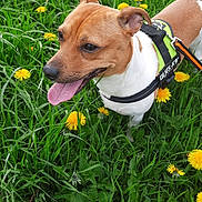 Twix participe au concours pour gagner de l'argent avec cette photo : dog, canine, pet, grass, dandelion, flower, greenery, outdoor, nature, animal, happy, tongue_out, leash, harness, brown, white, closeup, summer, playful, field
