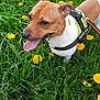 dog, canine, pet, grass, dandelion, flower, greenery, outdoor, nature, animal, happy, tongue_out, leash, harness, brown, white, closeup, summer, playful, field