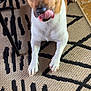 dog, tongue, licking, brown, white, pet, animal, floor, rug, patterned_rug, indoor, tile_floor, cute, playful, paw, ears, snout, fur, close_up, looking_at_camera