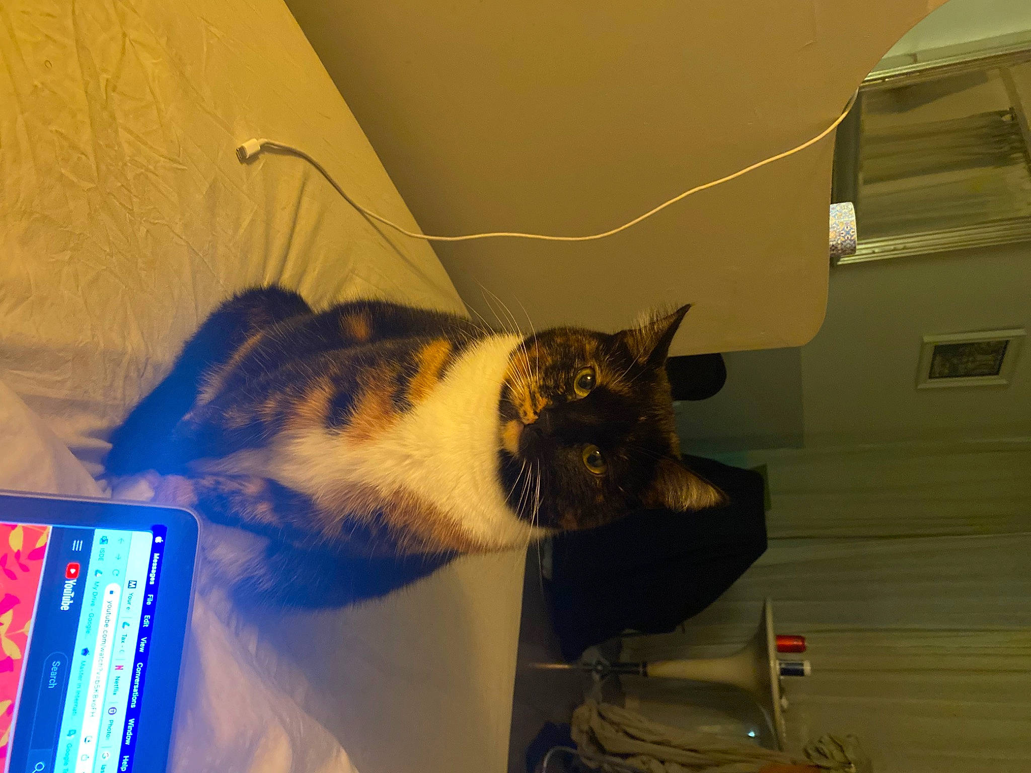 Juno joined the competition — help win amazing prizes! carnivore, cat, ceiling, comfort, computer, domestic_short_haired_cat, felidae, fur, laptop, paw, room, small_to_medium_sized_cats, tail, whiskers, window, wood